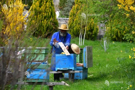 Apicultor lucrând la stupi într-un peisaj verde primăvăratic.
