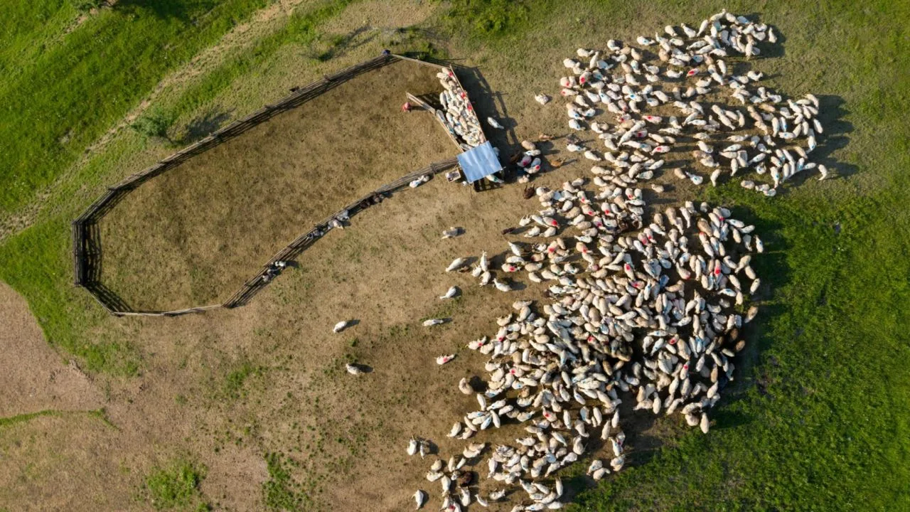 Ovine pe un teren verde, grupate în jurul unei structuri de adăpost.