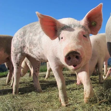 Porci pe câmp, simbol al creșterii animalelor în România.