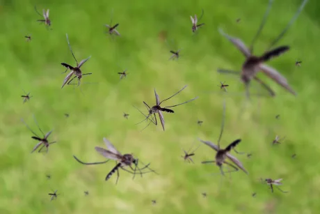 Țânțari zburând pe un fundal verde, simbolizând riscul virusului West Nile.