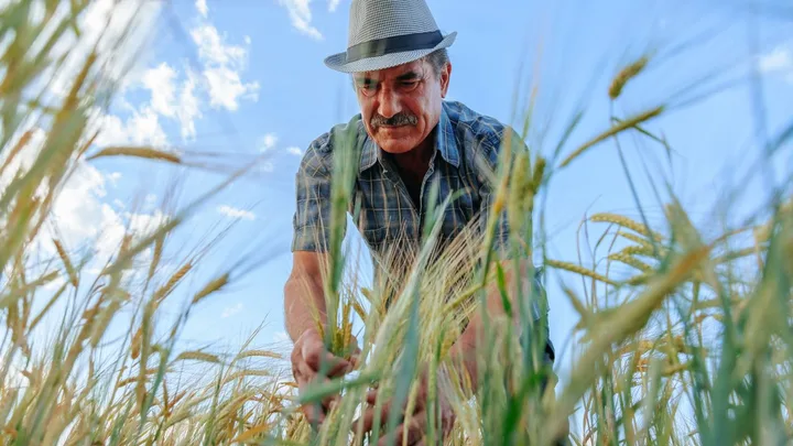Un agricultor inspectează câmpul de grâu sub cerul senin.