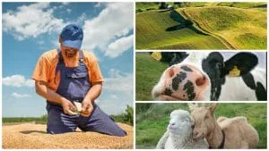 Fermier analizând recolta pe câmp, animale și peisaje rurale în fundal.