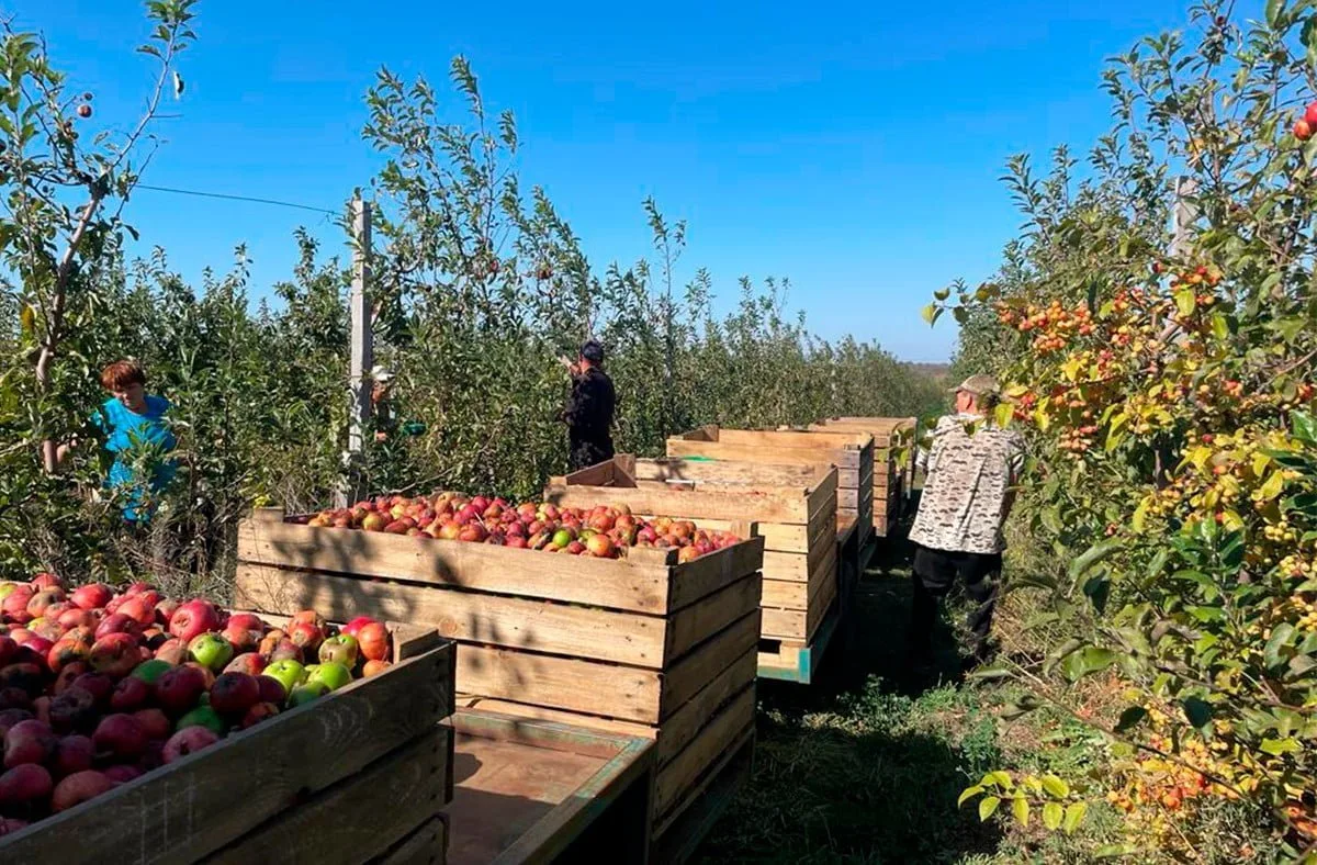 Recoltarea merelor în livadă, cu muncitori și cutii pline de fructe.