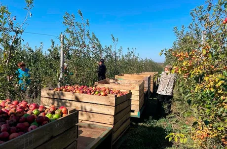 Recoltarea merelor în livadă, cu muncitori și cutii pline de fructe.