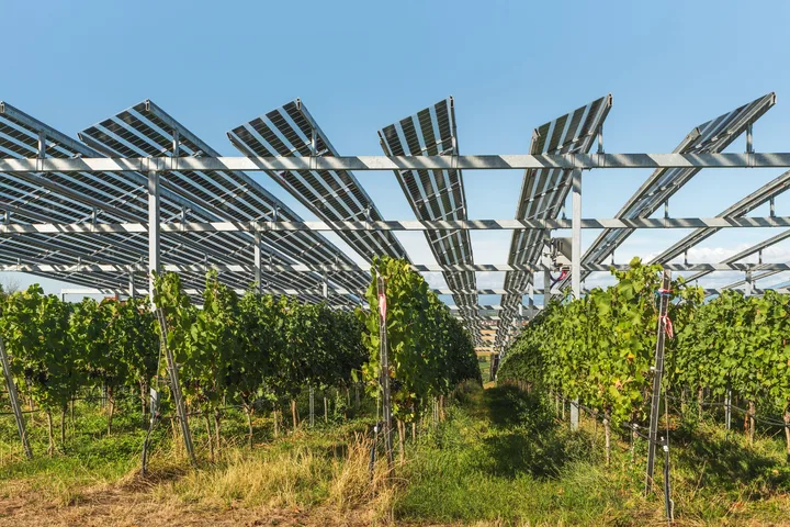 Panouri solare semitransparente montate deasupra culturilor agricole.