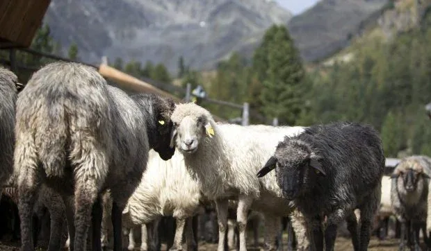 Oaie pe pășune, înconjurată de peisaj montan, cu lupte pentru protecția animalelor.