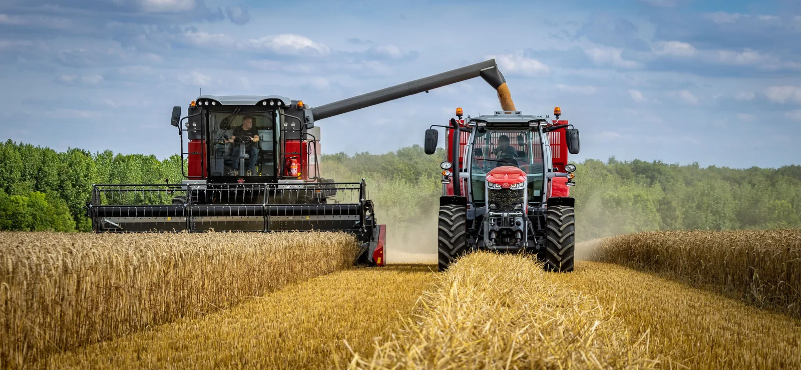 Recoltarea grâului cu utilaje moderne pe câmpuri aurii.