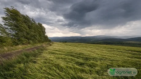 Peisaj agricol în Maramureș, cu cer întunecat și vânt puternic.
