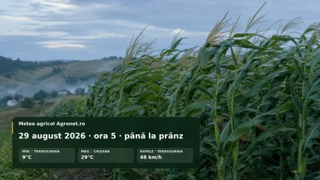 Câmp de porumb în Banat, sub cer noros, cu vânt puternic.