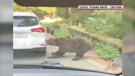 O ursoaică smulge bara unei mașini pe Transfăgărășan, în prezența turiștilor curioși.