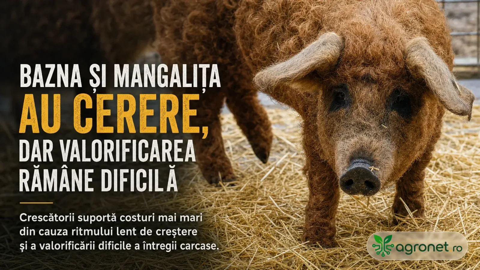 Crescătorii de porci Bazna și Mangalița se confruntă cu dificultăți în vânzarea întregii carcase.
