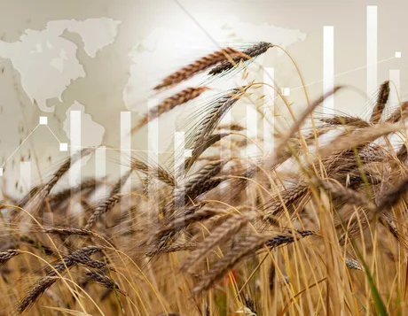 Câmp de grâu cu spicuri aurii, simbolizând scăderea prețurilor pe piața globală.
