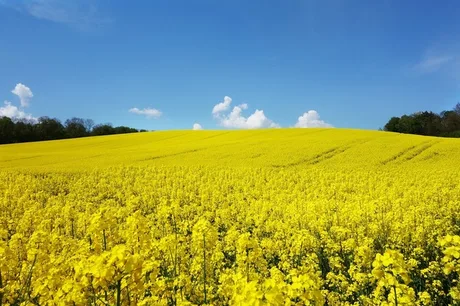 Câmp de rapiță înflorit sub un cer senin, simbol al agriculturii românești.