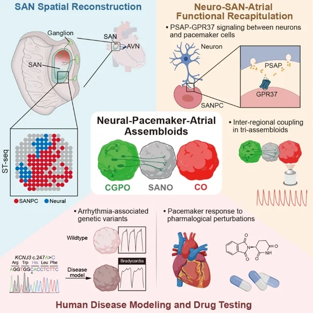 Model in vitro de biopacemaker uman pentru studierea aritmiilor cardiace.