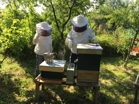 Apicultori lucrând la stupi în natură, îmbrăcați în echipament de protecție.