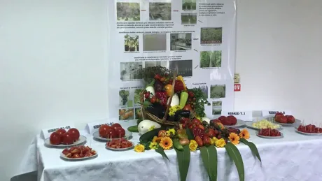 Expoziție de tomate și legume la Sărbătoarea Tomatelor din Ștefănești
