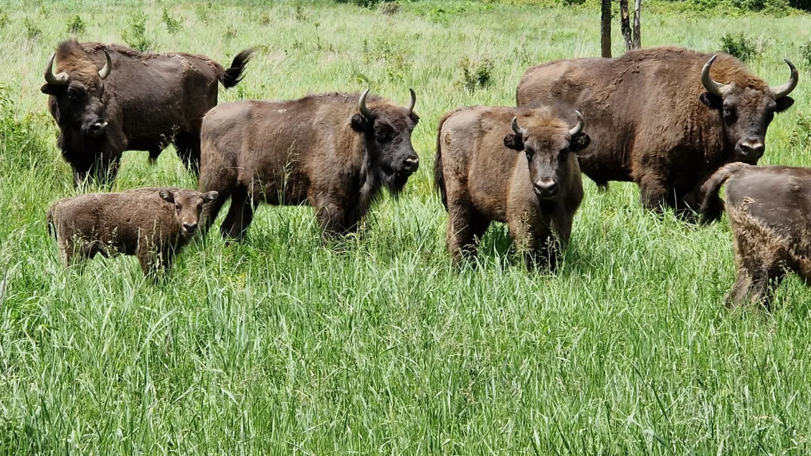 Un grup de zimbri pășunează în iarba verde a rezervației.