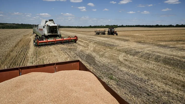 Câmp de cereale în timpul recoltării, cu utilaje agricole în acțiune.