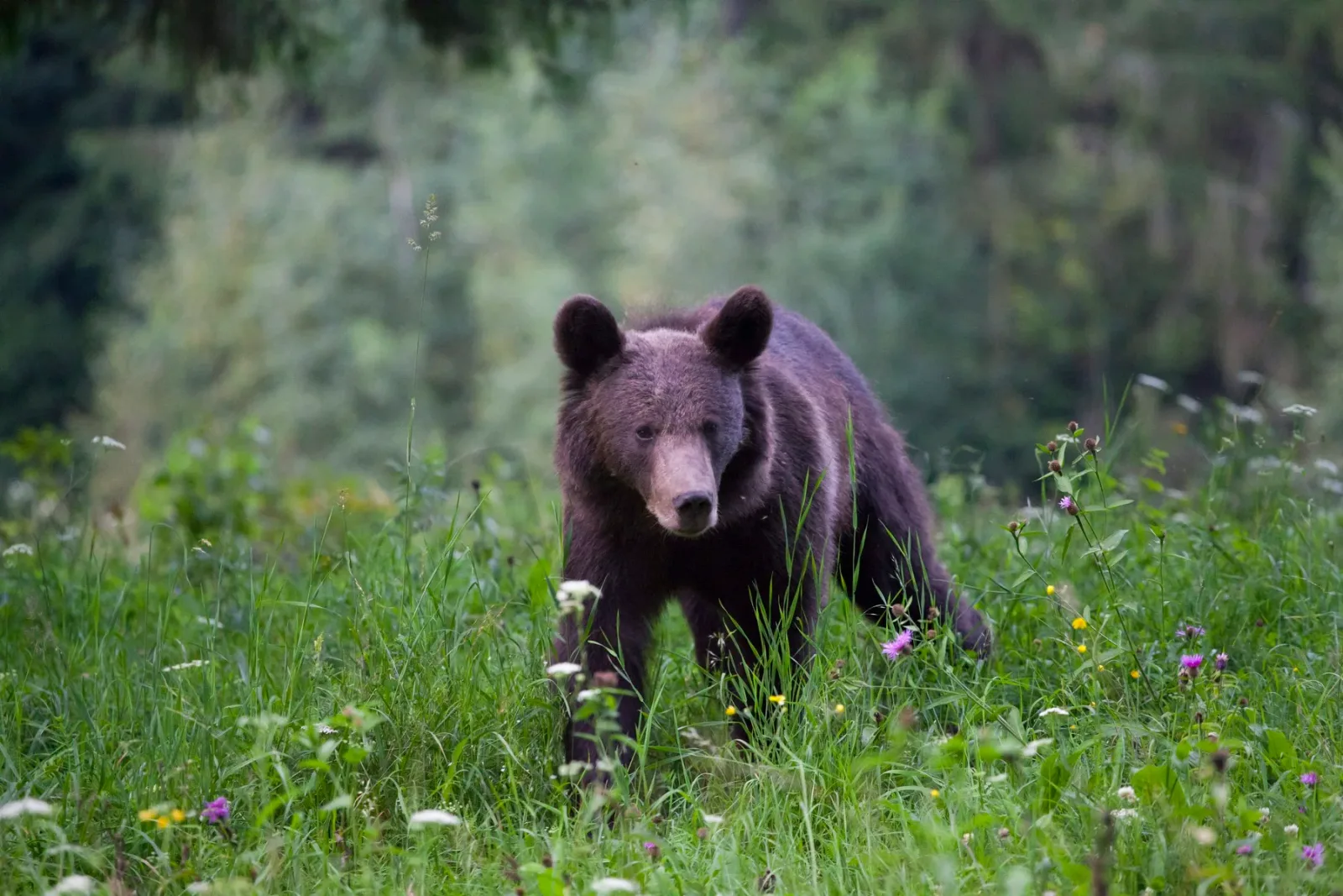 Urs în habitat natural, căutând hrană printre iarbă și flori.