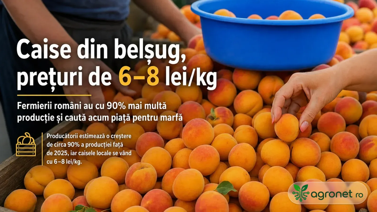 Recolta de caise din România, prețuri scăzute în piețe.