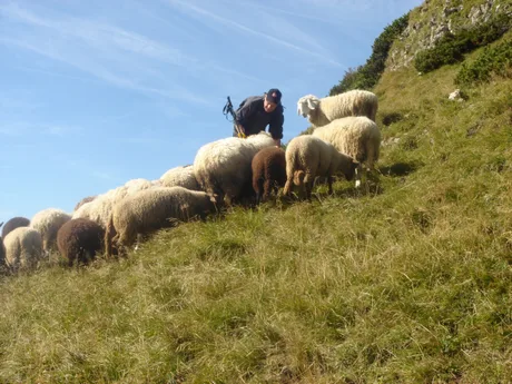 Oier îngrijind oile pe pășune în zona montană.