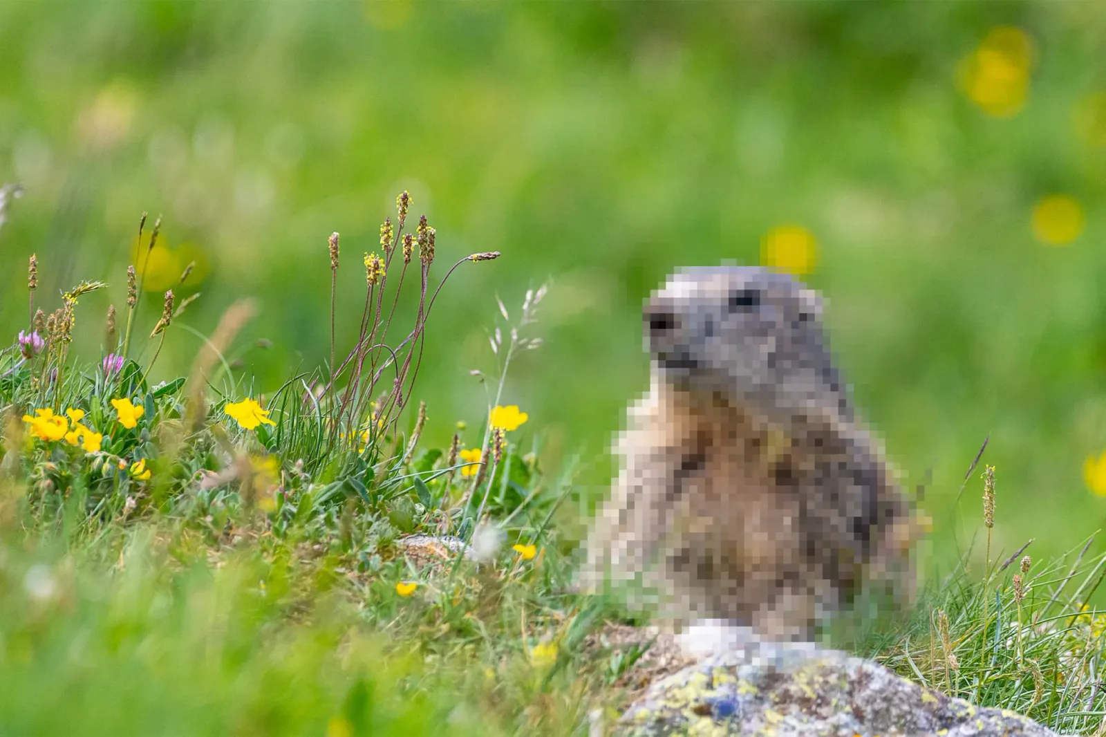 Cercetători strâng fonduri pentru marmote prin conținut online inedit.