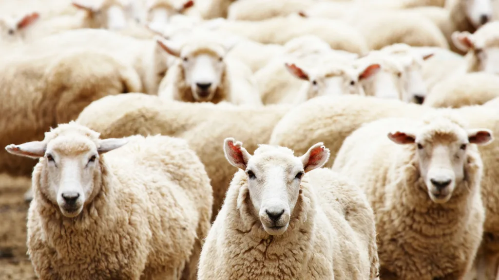 Ovine albe pășunând într-un peisaj rural din România.