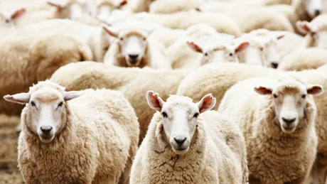 Ovine albe pășunând într-un peisaj rural din România.