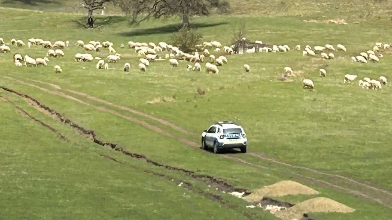 Peisaj rural cu oi la pășunat și o mașină de poliție în apropiere.