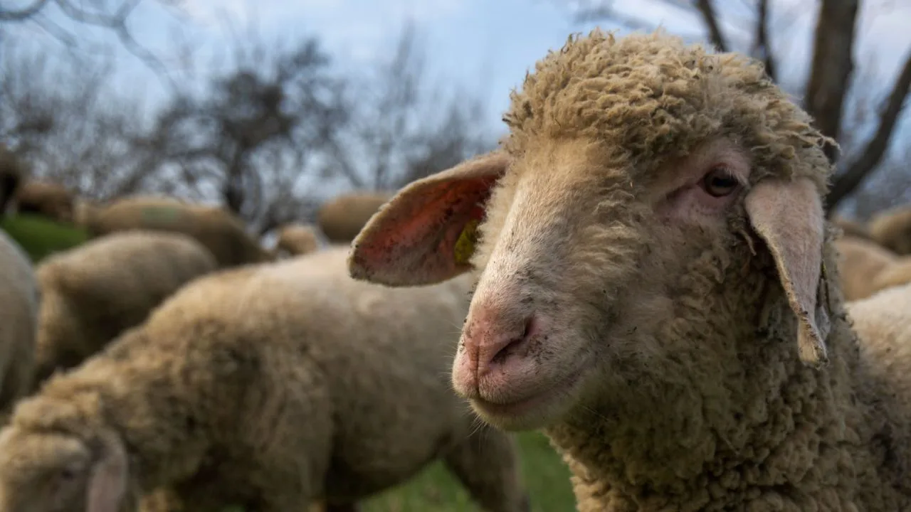 Ovine pe câmp, simbolizând sectorul agricol afectat de restricții.