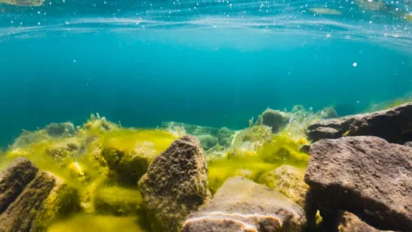 Fundul oceanului cu stânci și alge, evidențiind biodiversitatea marină.