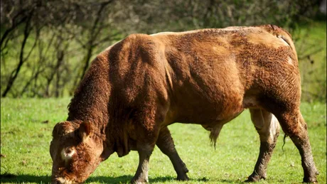 Taur de reproducție păscând pe o pajiște verde, exemplu de genetică superioară.