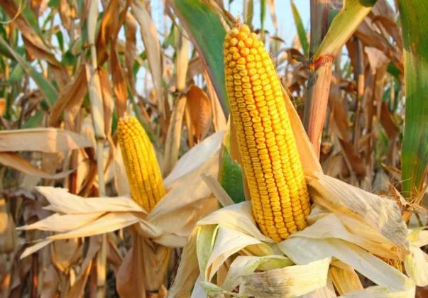 Porumb copt pe câmp, simbol al agriculturii românești.