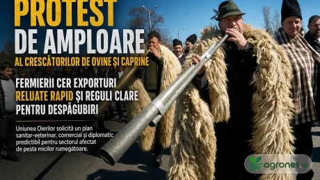 Crescătorii de ovine protestează pentru reluarea exporturilor și despăgubiri adecvate.
