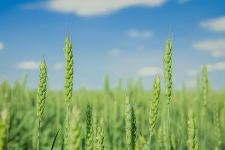 Cereale verzi în câmp sub un cer senin, simbolizând agricultura românească.
