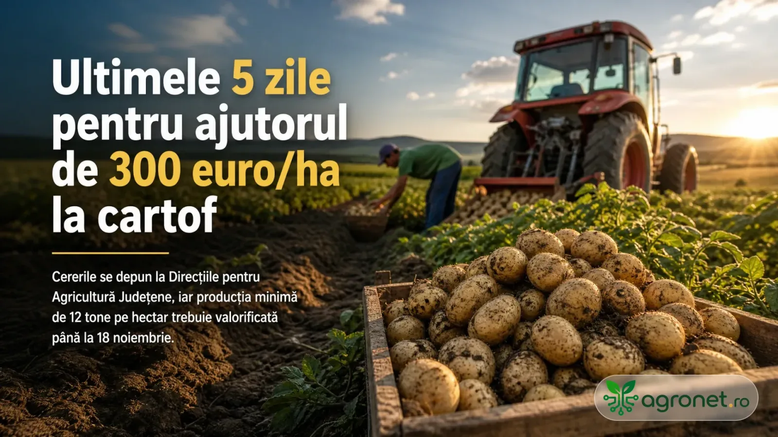 Fermier lucrând la recoltarea cartofilor într-un câmp verde.