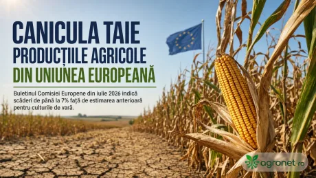 Canicula afectează recoltele de porumb din Uniunea Europeană.