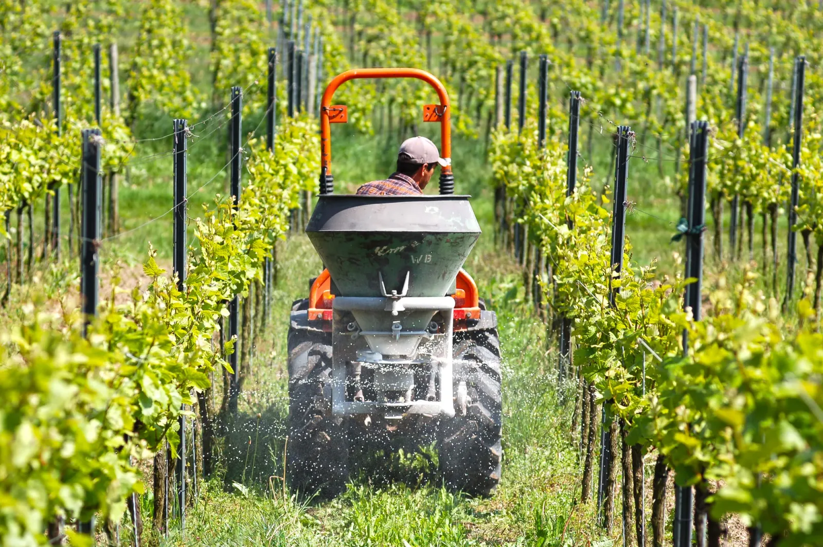 Fermier lucrând cu un tractor în vie, sprijinind agricultura locală.