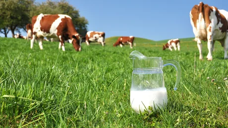 Lapte proaspăt într-un recipient, cu vaci păscând pe câmp verde.