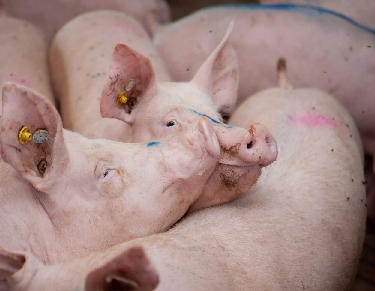 Porci în adunare, evidențiind provocările din industria cărnii.