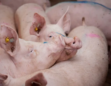 Porci în adunare, evidențiind provocările din industria cărnii.