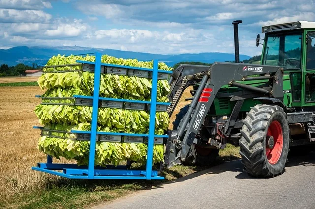 Tractor transportând frunze de tutun pe câmp, evidențiind agricultura modernă.