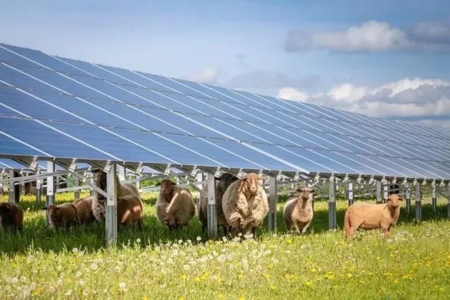 Oile pășunează sub panourile solare într-un parc agrivoltaic.