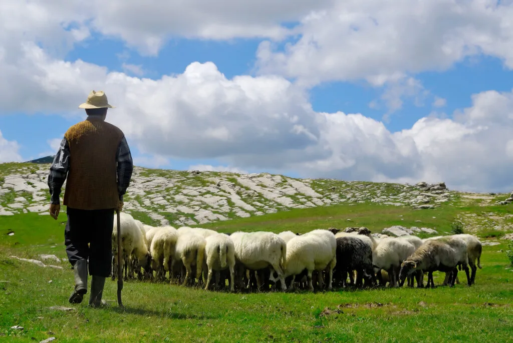 Crescător de animale îndrumând o turmă pe pășune verde.
