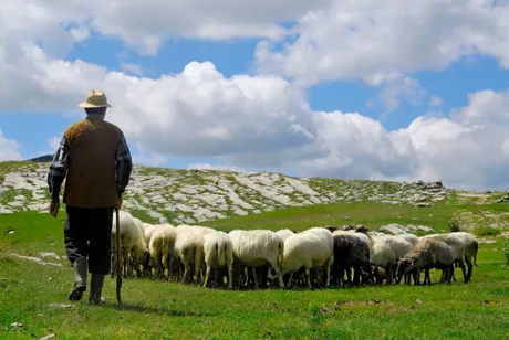 Crescător de animale îndrumând o turmă pe pășune verde.