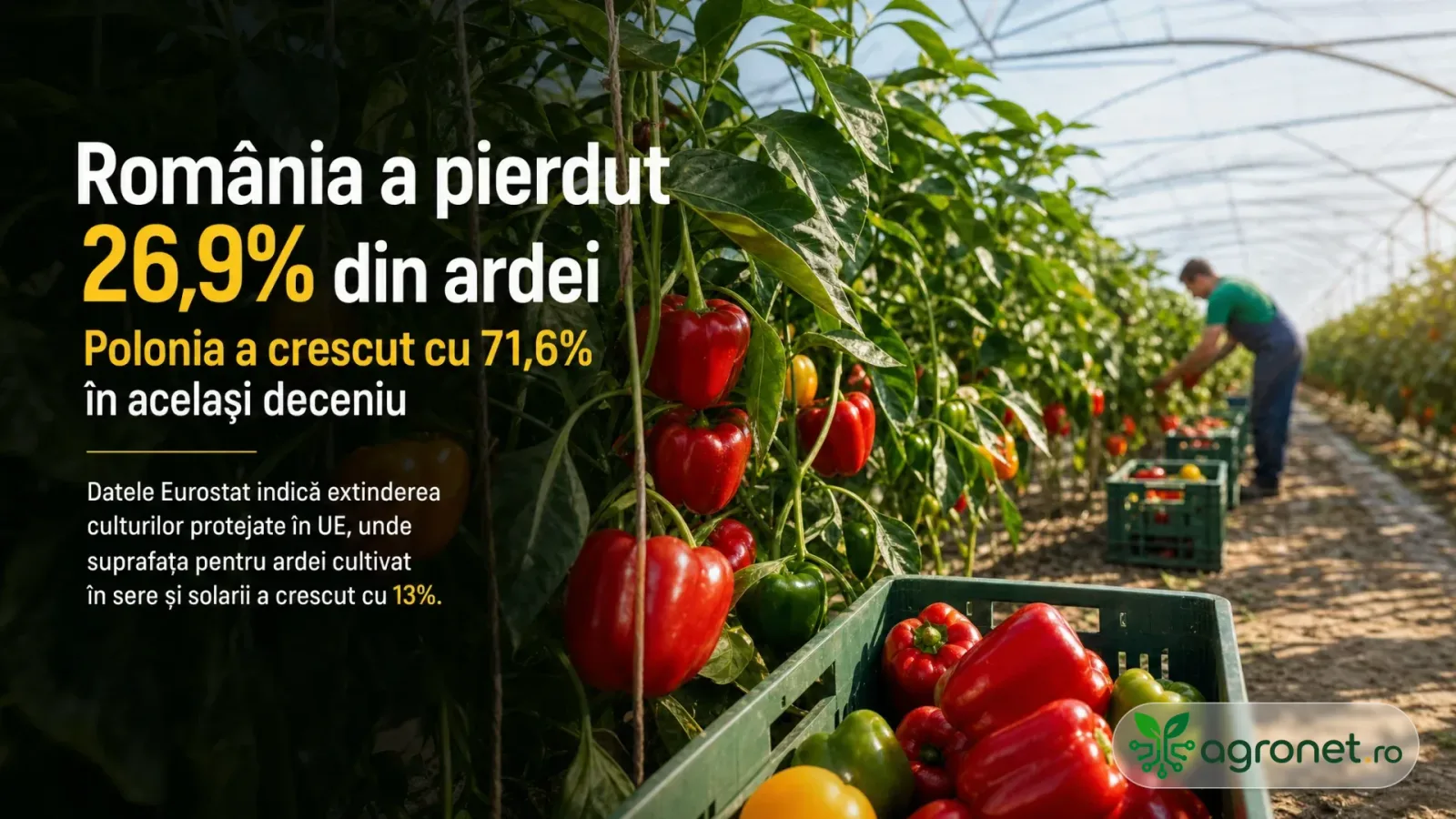 Ardei proaspeți recoltați din sere, evidențiind schimbările din agricultura românească.