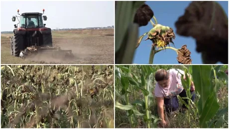 Seceta afectează grav culturile de porumb și floarea-soarelui în Dolj.