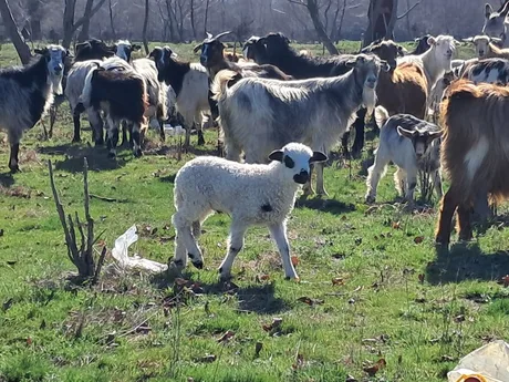 Oaie și capre pe o pajiște verde, simbolizând vaccinarea animalelor.