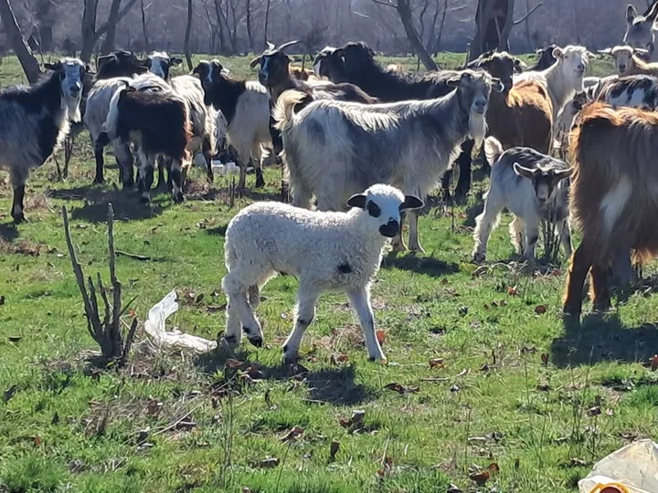 Oaie și capre pe o pajiște verde, simbolizând vaccinarea animalelor.
