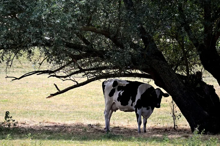 Vacă stând la umbra unui copac pe o pășune uscată.